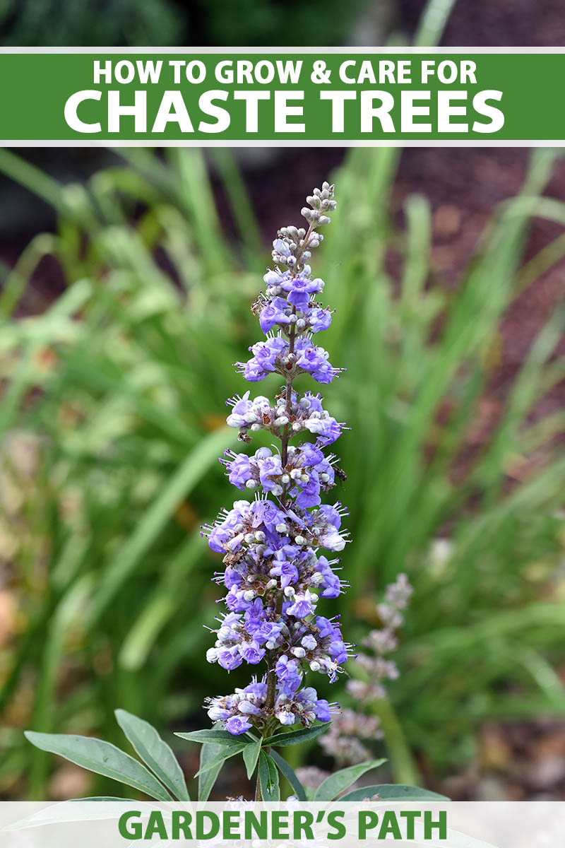 A close up vertical image of the blue inflorescence of chaste (Vitex agnus-castus) growing in the garden pictured on a soft focus background. To the top and bottom of the frame is green and white printed text.