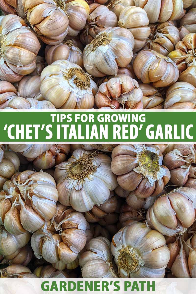 A close up vertical image of a pile of cured and dried 'Chet's Italian Red' garlic bulbs. To the center and bottom of the frame is green and white printed text.