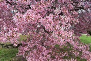 A close up horizontal image of the pink and white flowers of a 'Robinson' crabapple tree in full bloom.