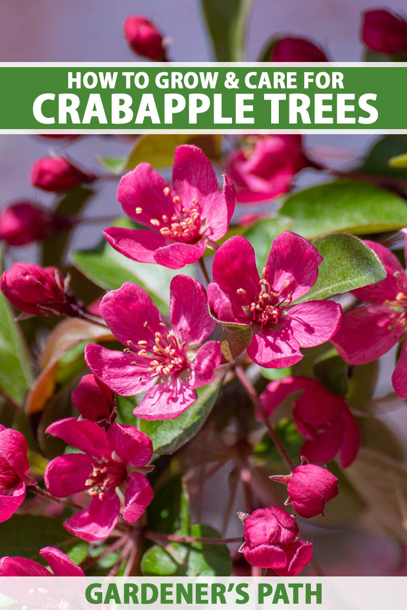 A close up vertical image of the bright pink flowers of a crabapple tree pictured in bright sunshine. To the top and bottom of the frame is green and white printed text.