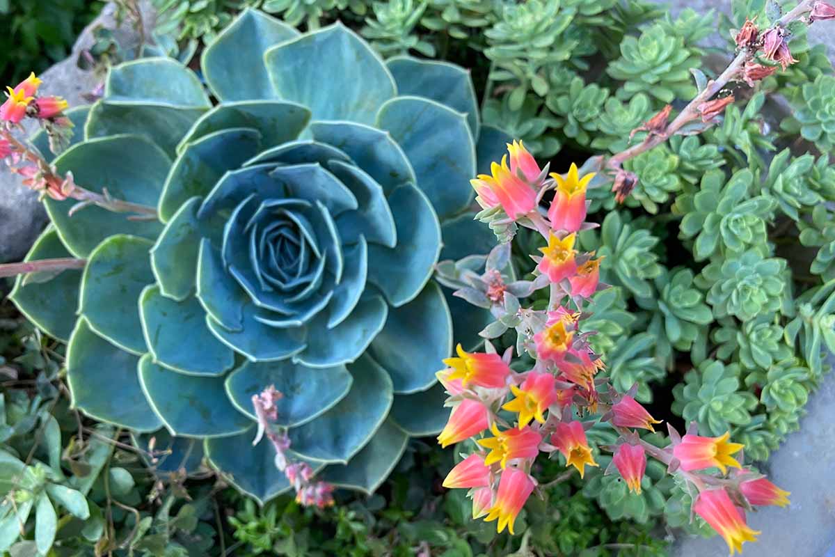A close up top down image of echeveria succulents growing in a garden border.