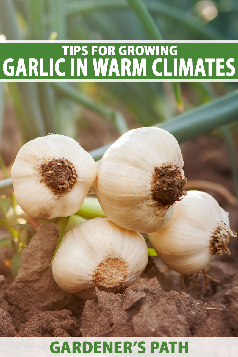 A close up horizontal image of garlic bulbs set on the surface of the soil pictured on a soft focus background. To the top and bottom of the frame is green and white printed text.