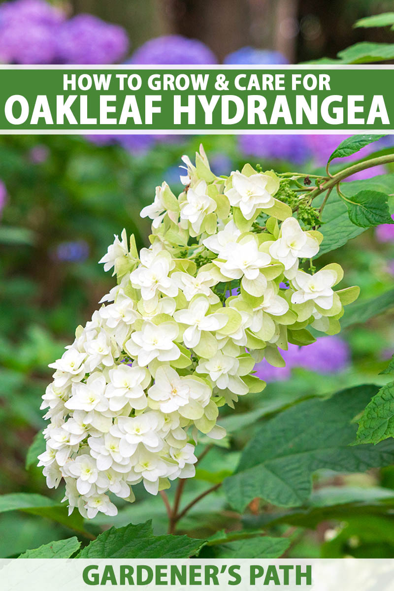 A close up vertical image of the flower of an oakleaf hydrangea (H. quercifolia) growing in the garden pictured on a soft focus background. To the top and bottom of the frame is green and white printed text.