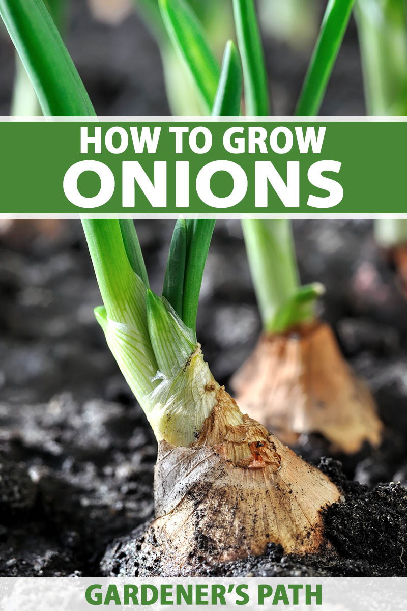 A close up vertical image of onions growing in the garden. To the top and bottom of the frame is green and white printed text.