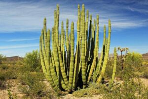 A horizontal image of a large organ pipe cactus growing in the desert surrounded by scrubby plants pictured on a blue sky background.