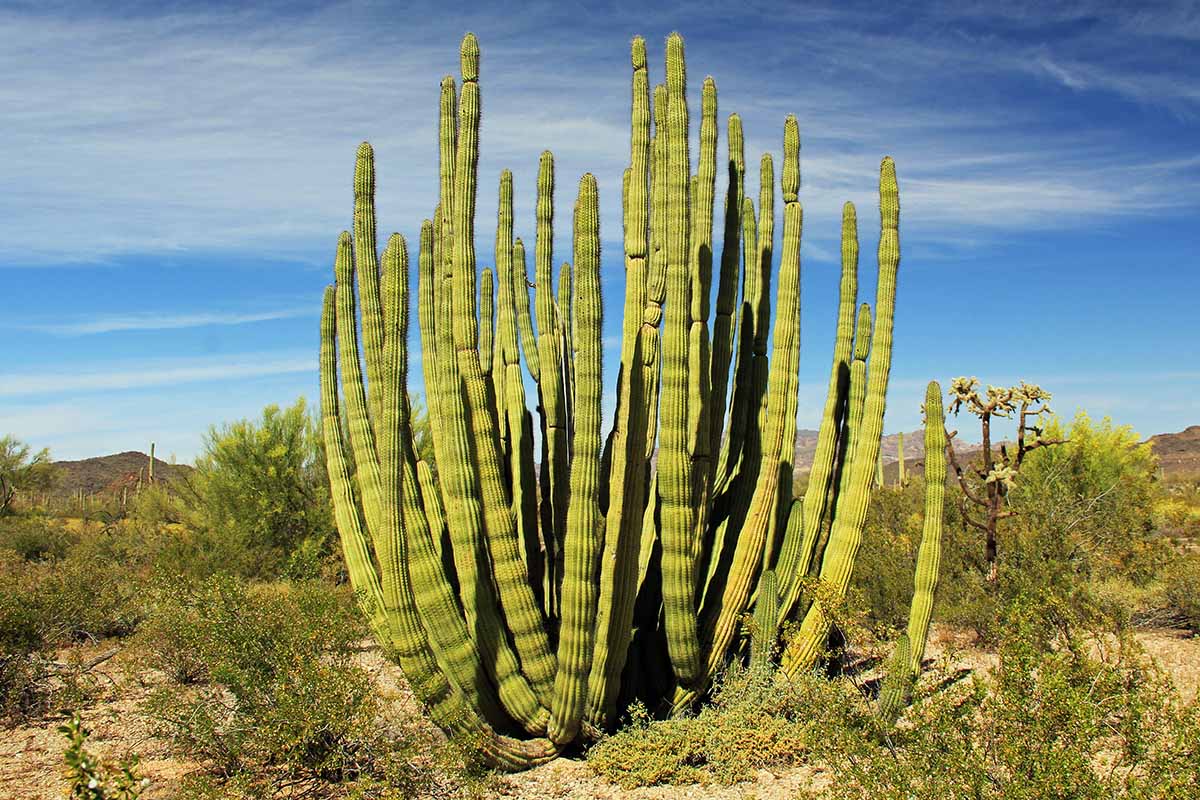 A horizontal image of a large organ pipe cactus growing in the desert surrounded by scrubby plants pictured on a blue sky background.