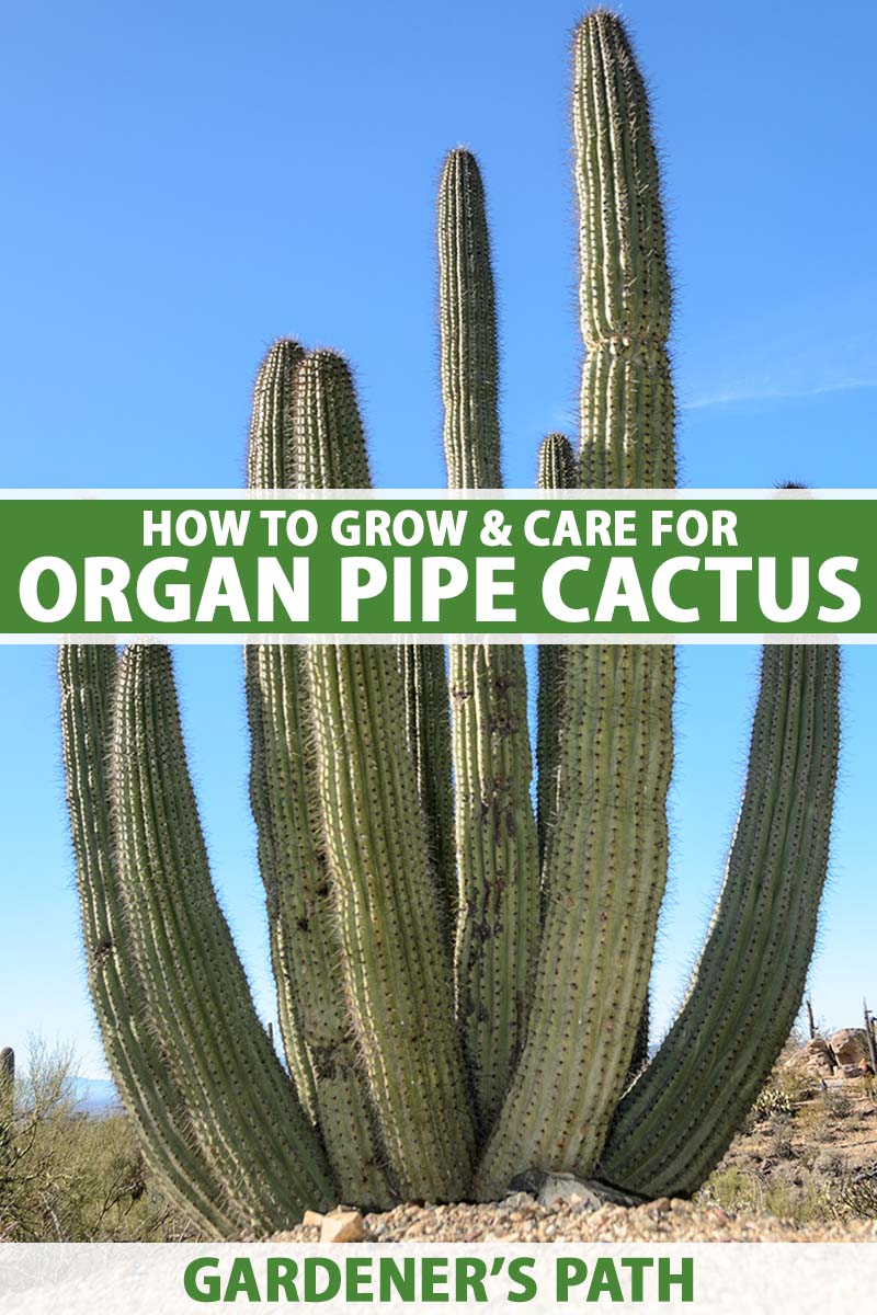 A close up vertical image of a large organ pipe cactus (Stenocereus thurberi) growing in the desert pictured on a blue sky background. To the center and bottom of the frame is green and white printed text.