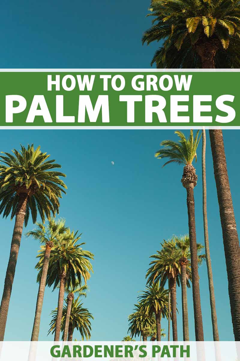 How to Grow and Care for Palm Trees