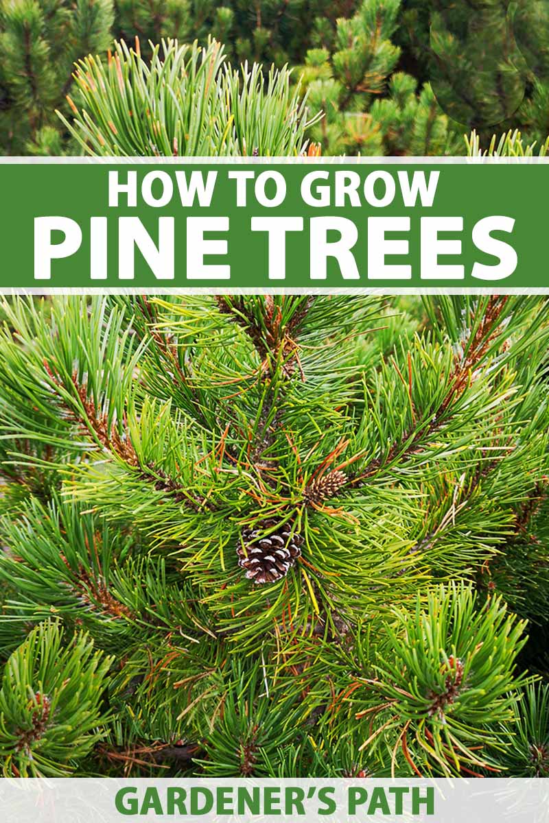 How to Attach a Stick to a Pine Cone - The Fabulous Garden