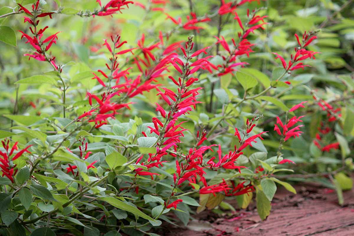 A close up horizontal image of the bright red flowers of pineapple sage (Salvia elegans) growing beside a wooden deck.