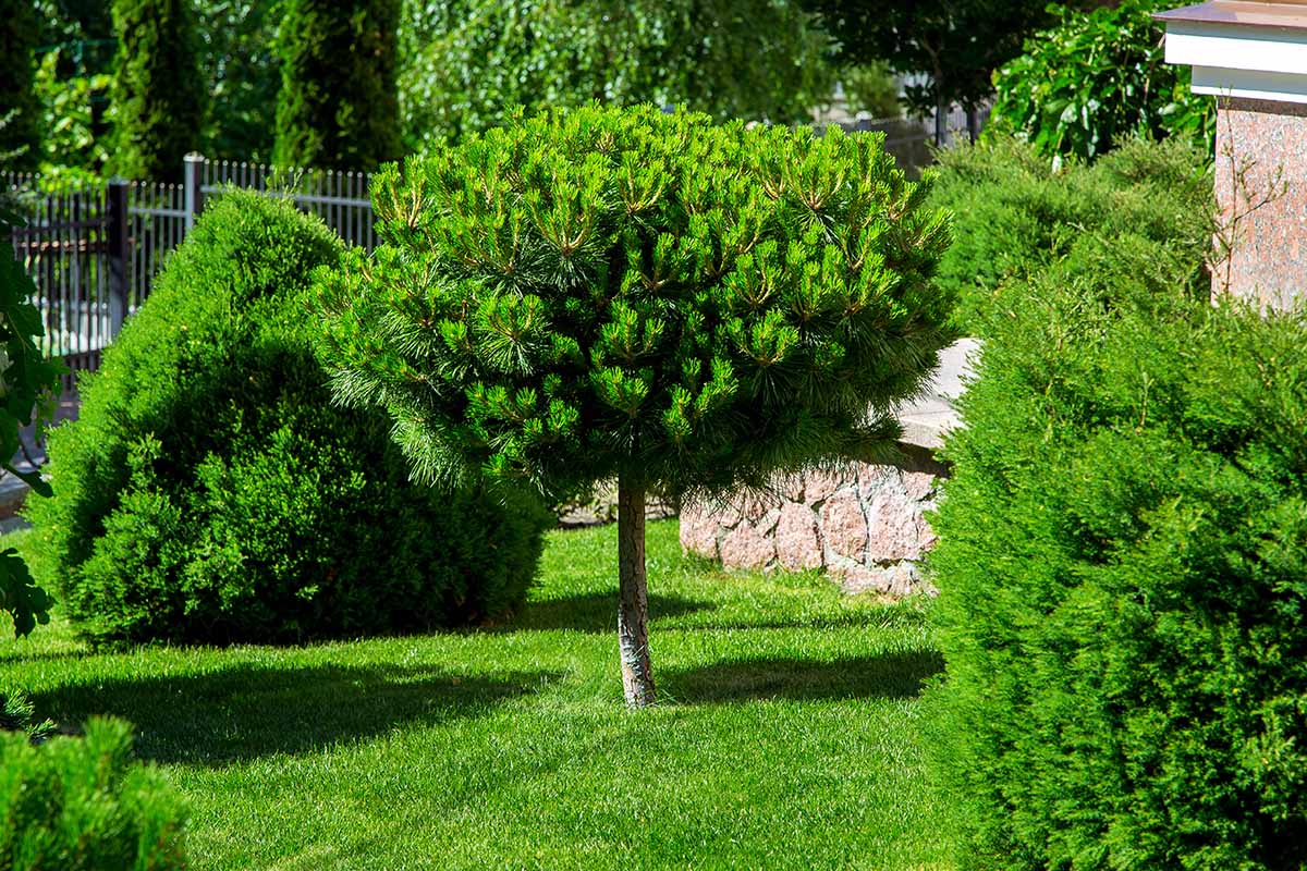 A horizontal image of a variety of different pine trees growing in a formal garden outside a residence pictured in bright sunshine.