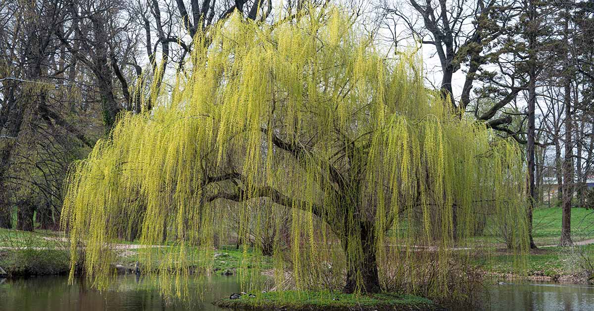 Everything You Need to Know About Weeping Willow Trees - Dengarden