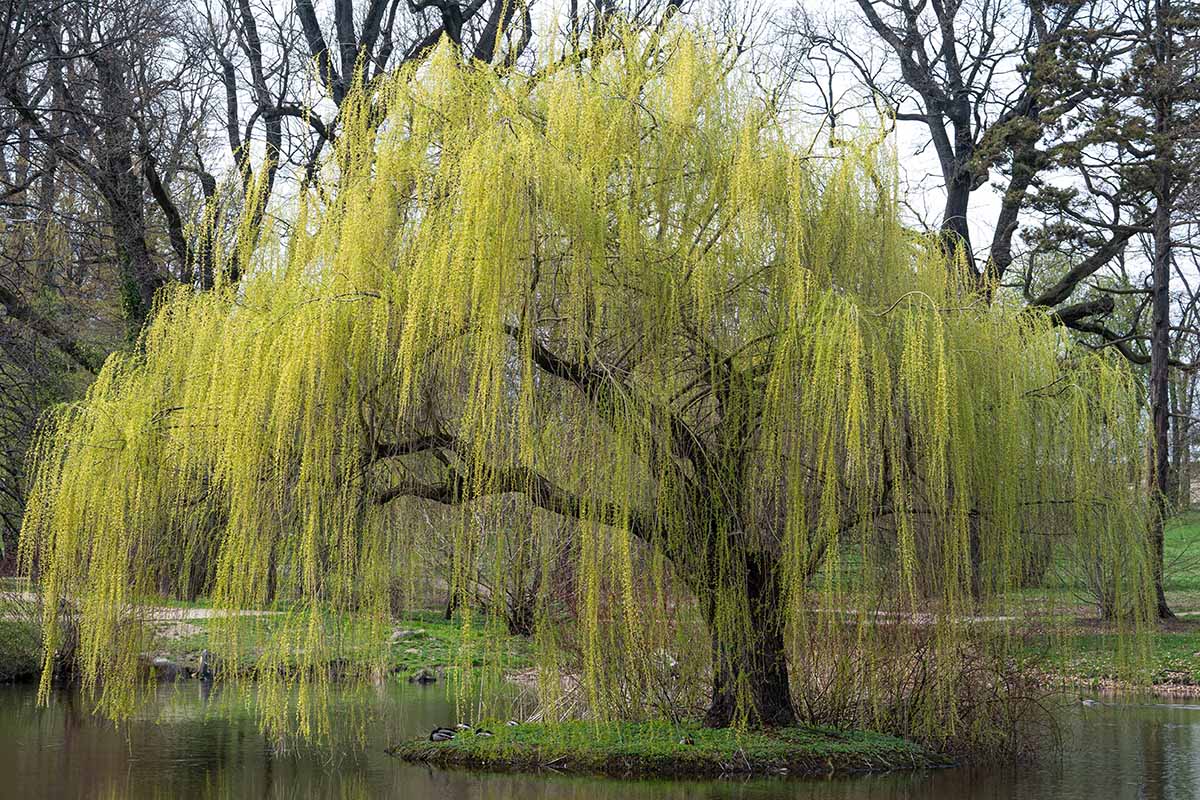 A close up horizontal image of a mature weeping willow tree (Salix babylonica) growing on a small island in a lake.