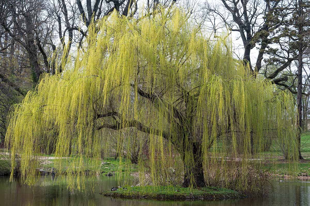 How Long Do Weeping Willow Tree Roots Grow At Betty Dean Blog How Long Do Weeping Willow Tree Roots Grow At Betty Dean Blog