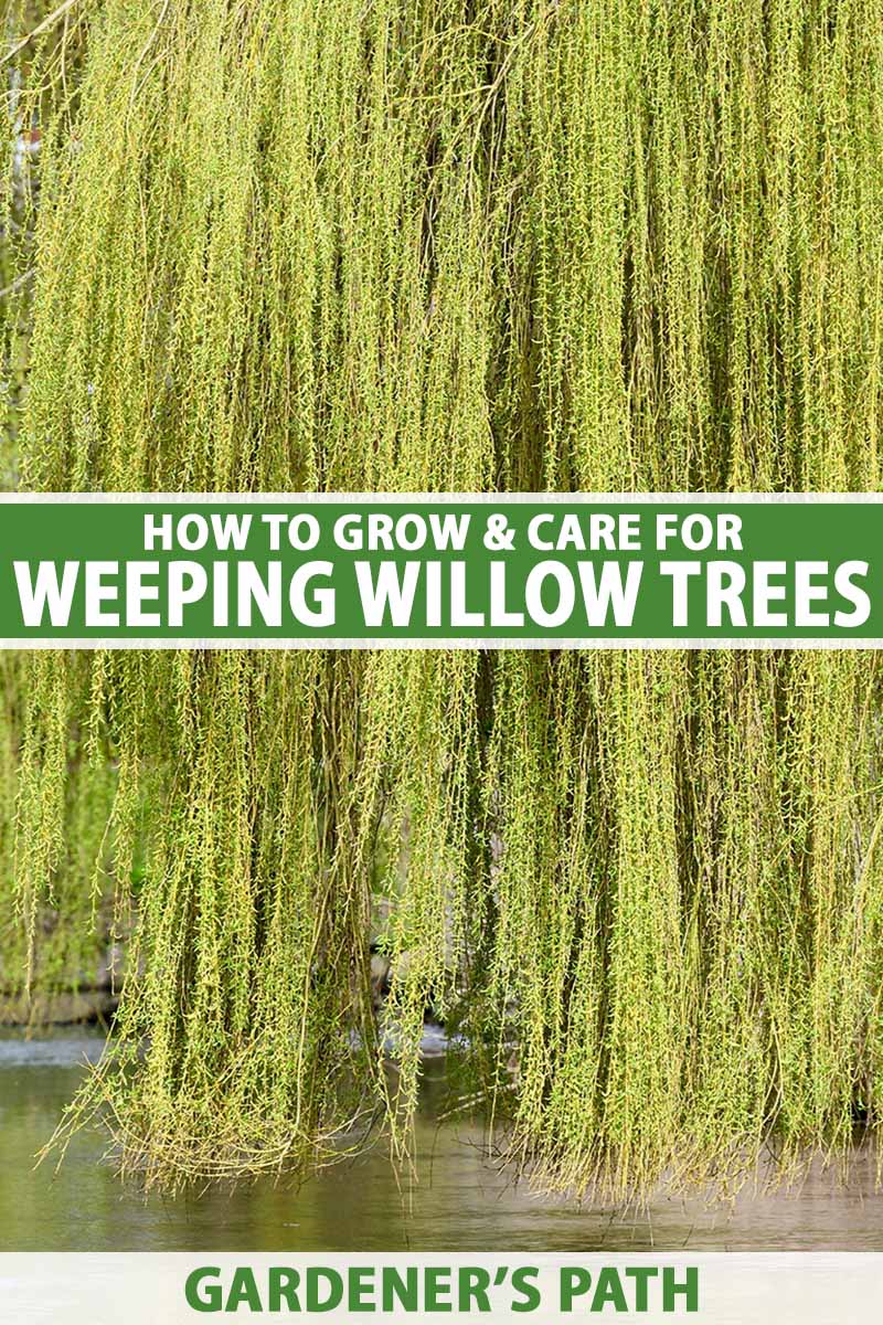 A close up vertical image of the foliage and branches of a large weeping willow (Salix babylonica) tree growing by a lake. To the center and bottom of the frame is green and white printed text.