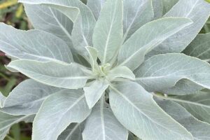 A close up horizontal image of the foliage of white sage (Salvia apiana) growing in the garden.