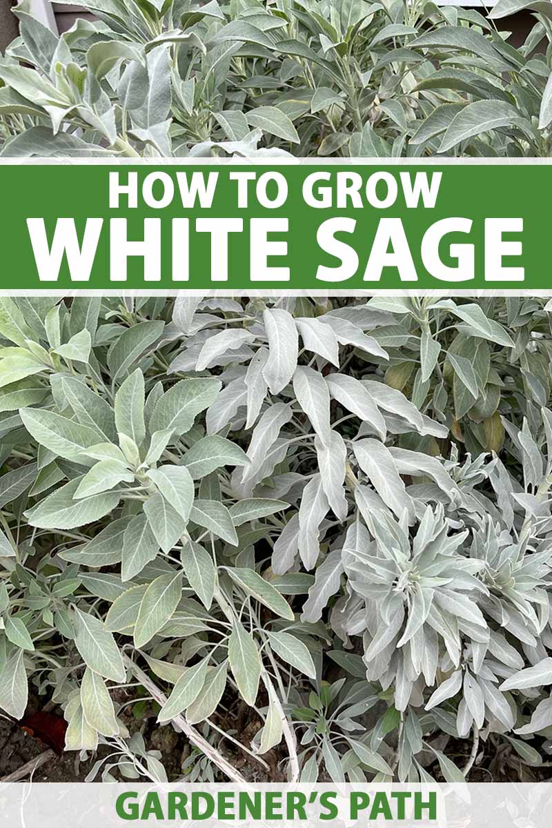 A close up vertical image of a large clump of white sage (Salvia apiana) growing in the garden. To the top and bottom of the frame is green and white printed text.
