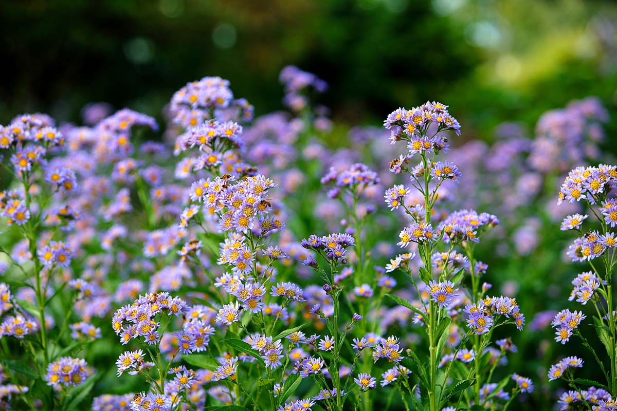 A mass planting of tatarian aster in bloom with violet colored flowers.
