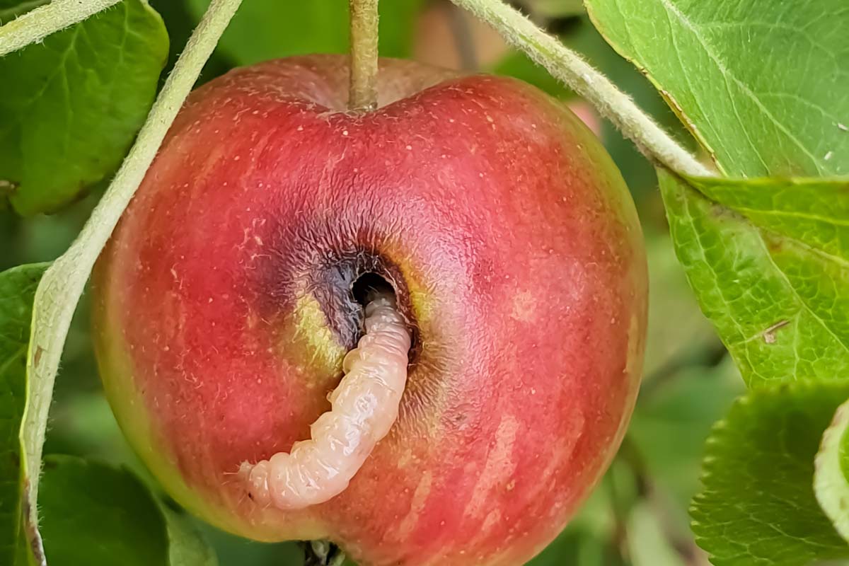 Codling moth larvae emerging from a red apple hanging on a tree.