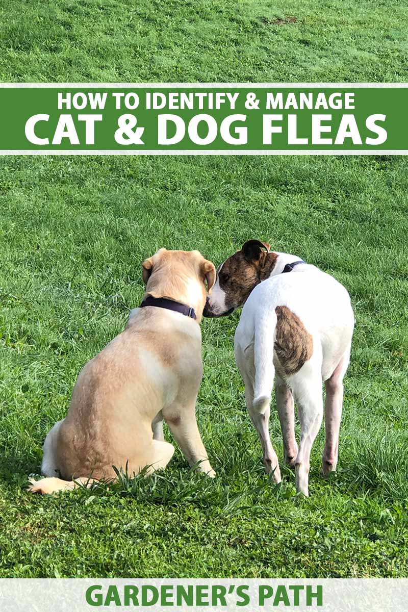 A close up vertical image of two dogs on the lawn. To the top and bottom of the frame is green and white printed text.