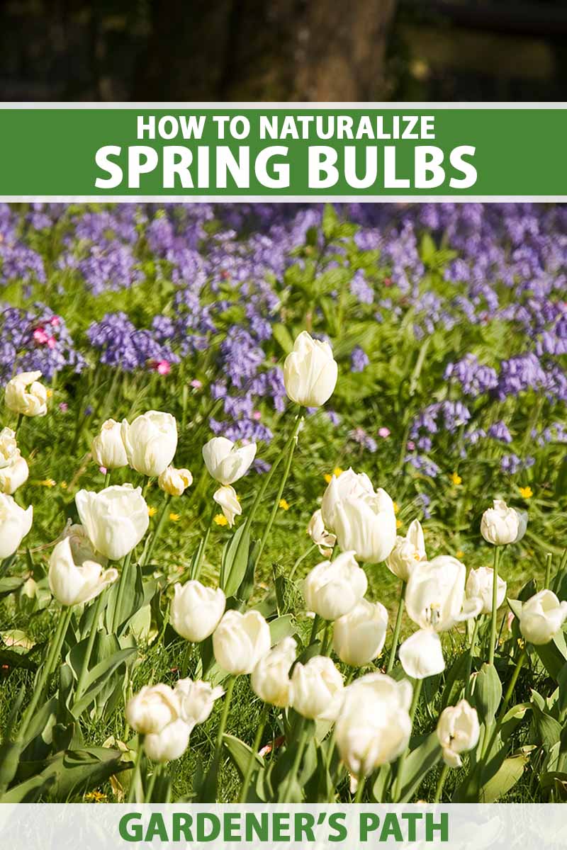 A close up vertical image of naturalized spring flowers growing in the landscape. To the center and bottom of the frame is green and white printed text.