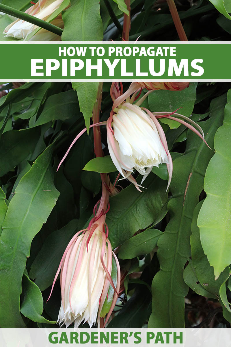 A close up vertical image of the foliage and flowers of a queen of the night epiphyllum plant growing indoors. To the top and bottom of the frame is green and white printed text.