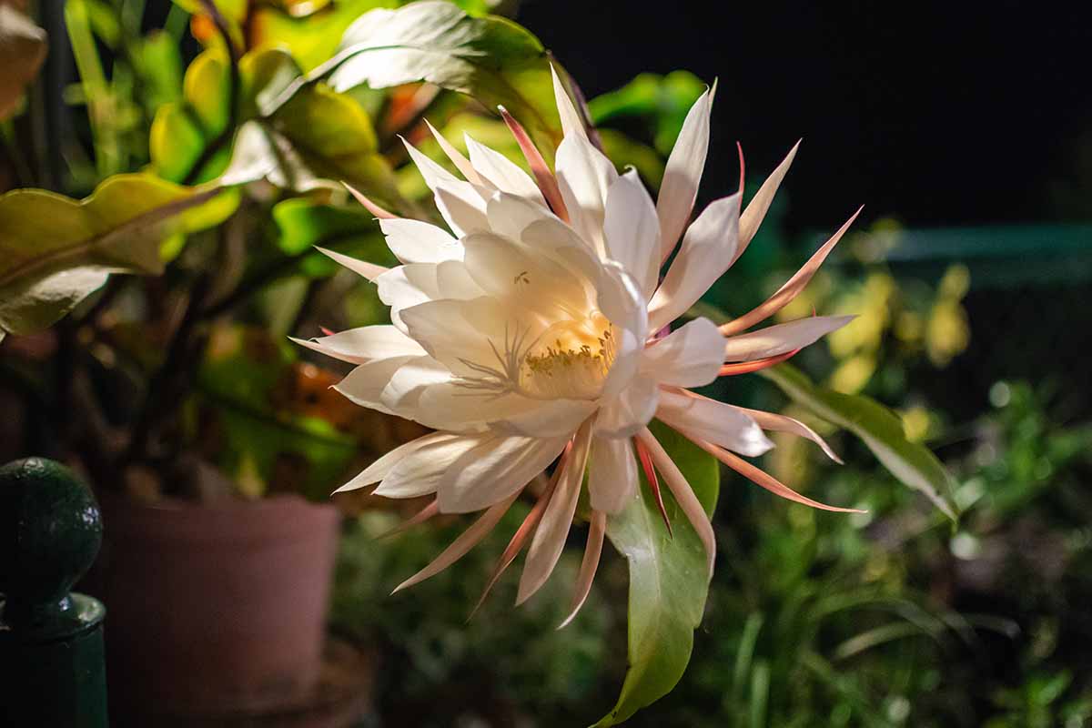 A close up horizontal image of the flower of a queen of the night epiphyllum pictured on a soft focus background.