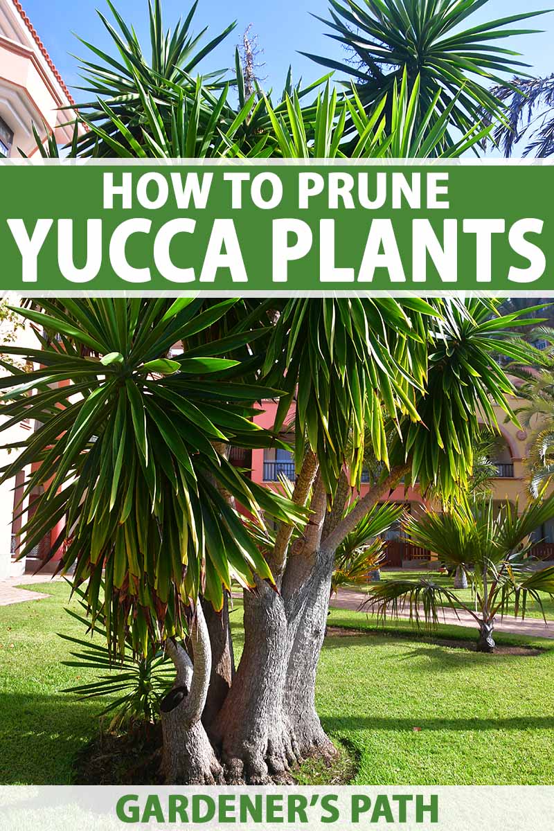 A vertical image of large yuca plants growing in the garden outside a large residence. To the top and bottom of the frame is green and white printed text.