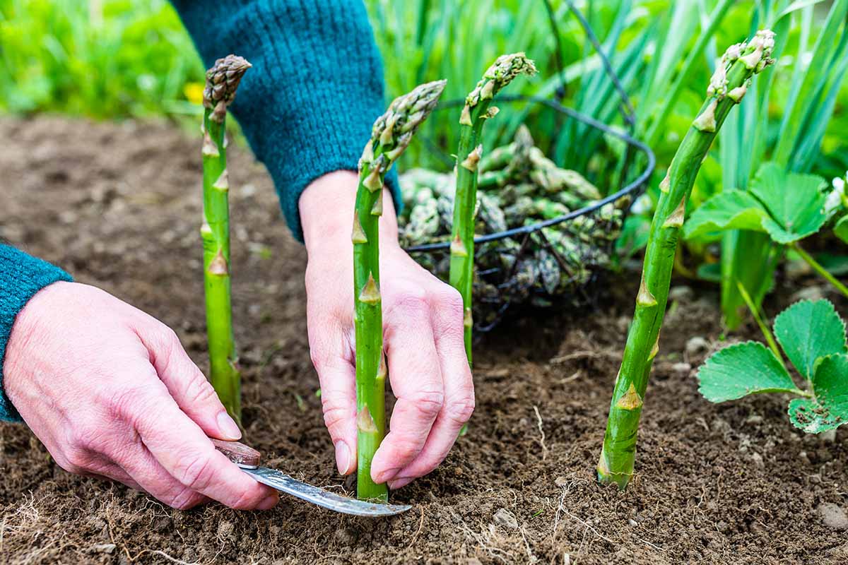 A close up horizontal image of two hands from the left of the frame using a knife to harvest asparagus spears.
