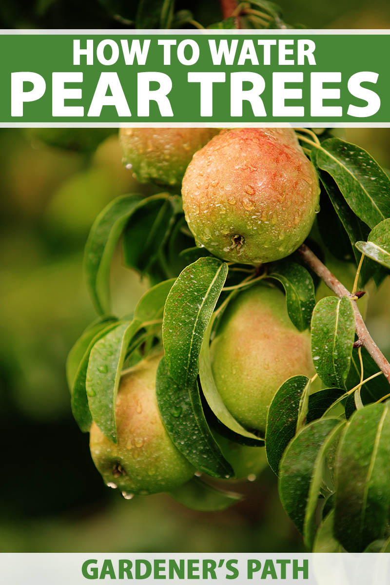 A close up vertical image of ripe pears covered in droplets of water growing on the tree pictured on a soft focus background. To the top and bottom of the frame is green and white printed text.
