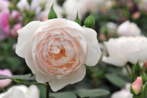 A close up horizontal image of a cream colored rose flower growing in the garden pictured on a soft focus background.