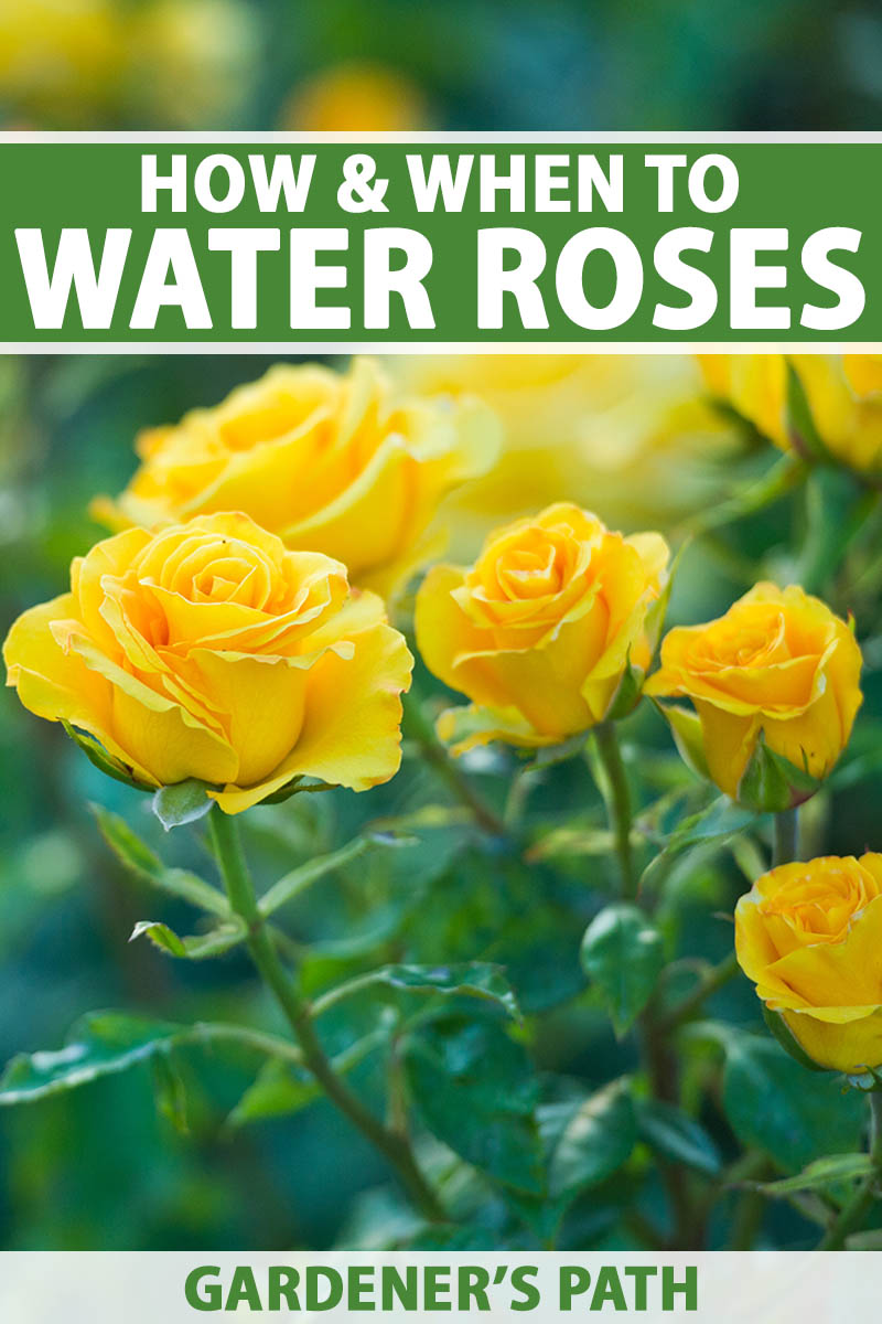 A close up vertical image of yellow roses growing in the garden pictured on a soft focus background. To the top and bottom of the frame is green and white printed text.