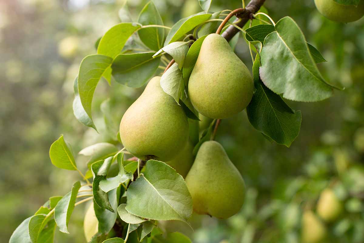 A close up horizontal image of pears growing on the branch pictured on a soft focus background.