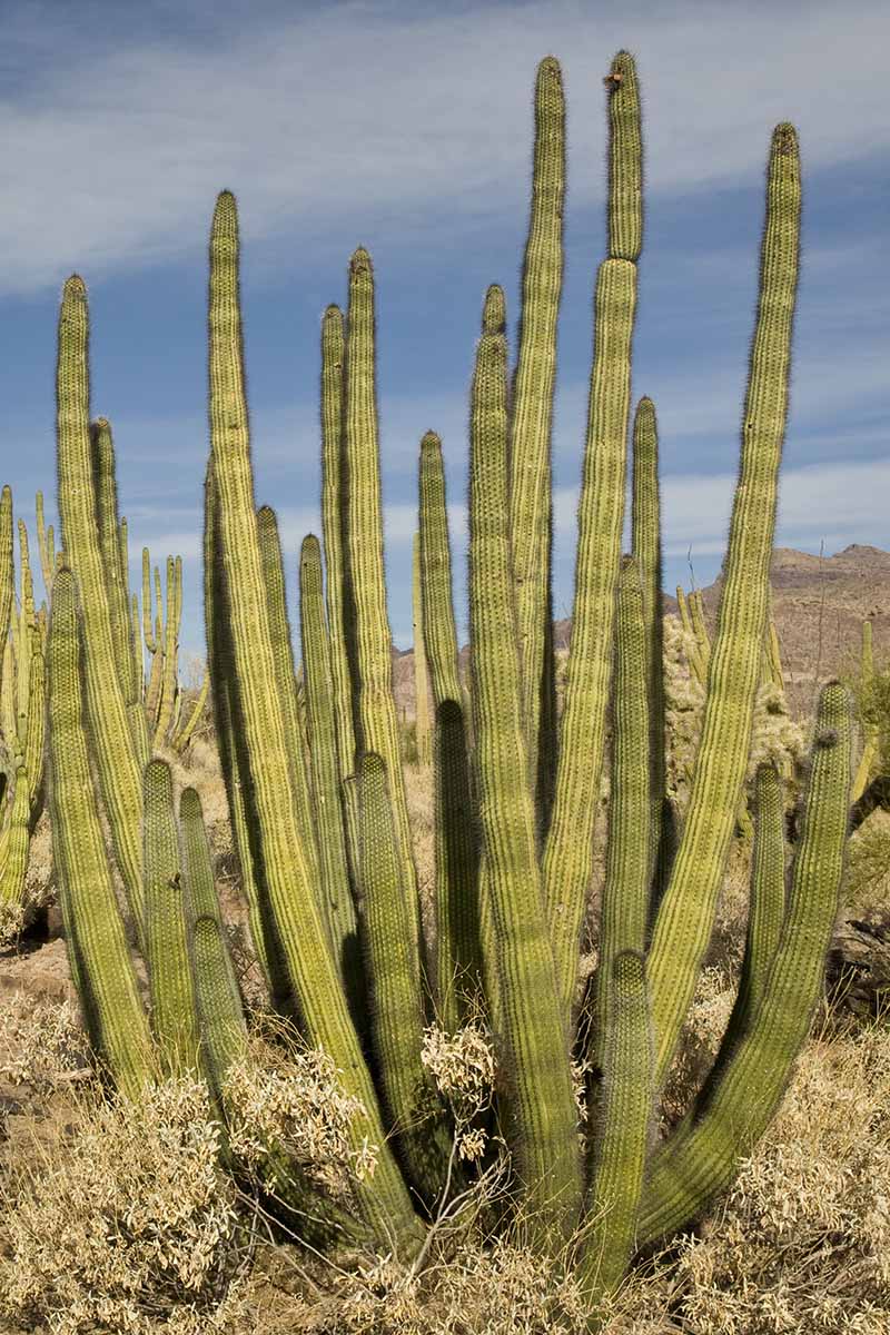 A vertical image of a large mature organ pipe cactus (Stenocereus thurberi) growing wild in the desert.