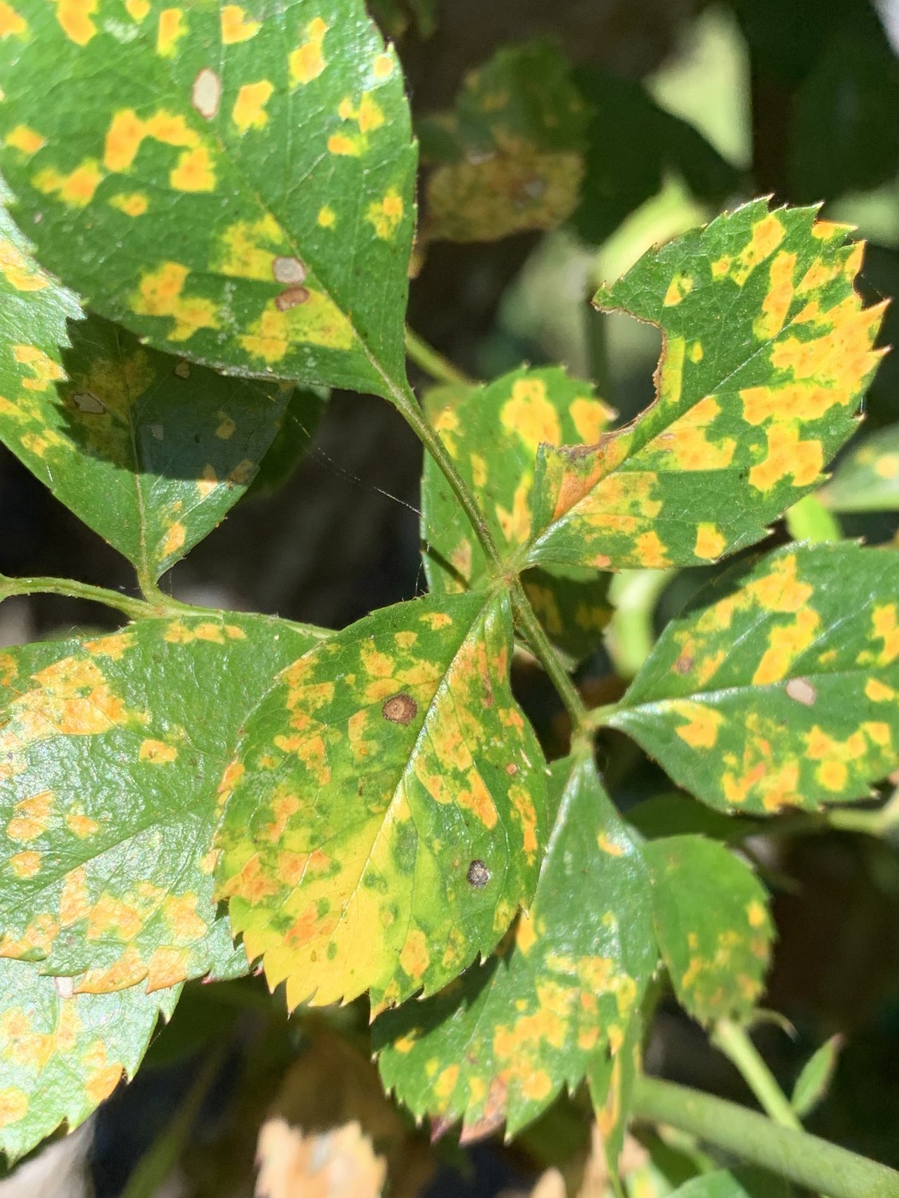 How to Identify Rose Mosaic Virus (and What to Do About It)