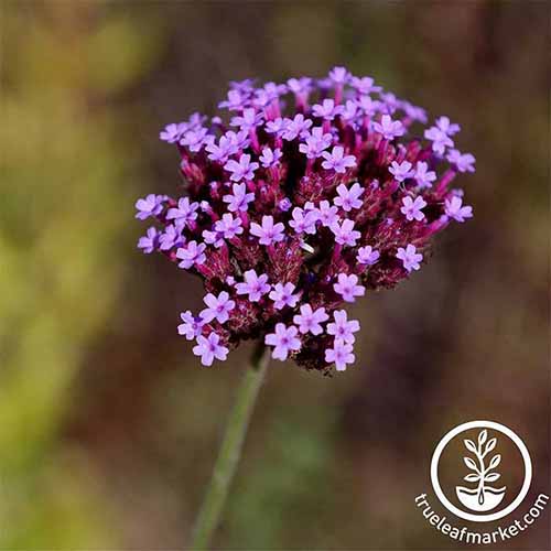 A square image of 'Imagination' verbena blooms on a soft focus background. To the bottom right is a white logo with text.