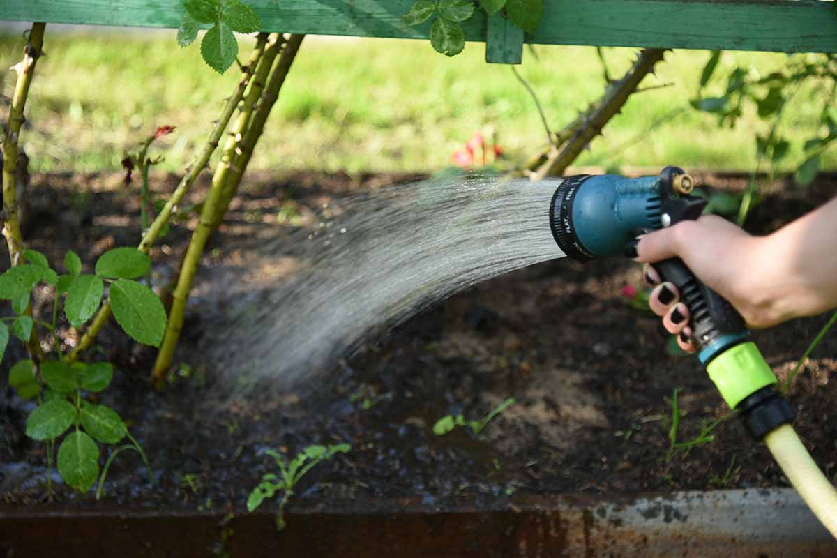 A close up horizontal image of a hand from the right of the frame using a spray hose attachment to irrigate bushes.