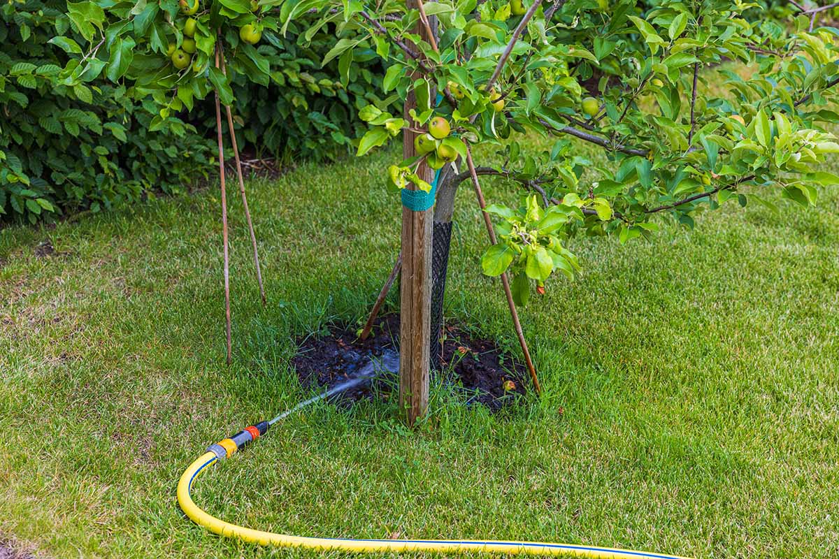 A close up horizontal image of a hosepipe irrigating a young apple tree growing in the garden.