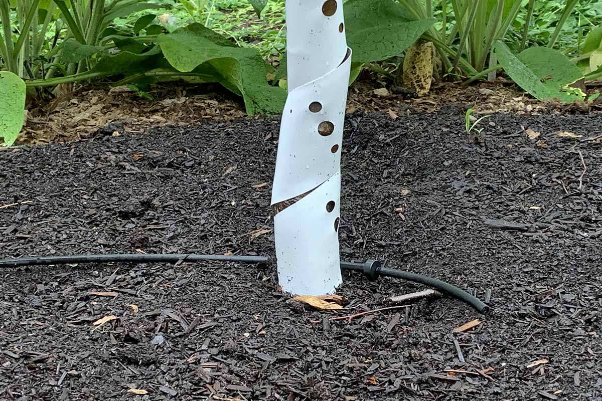 A close up horizontal image of a drip line close to a sapling growing in the garden.