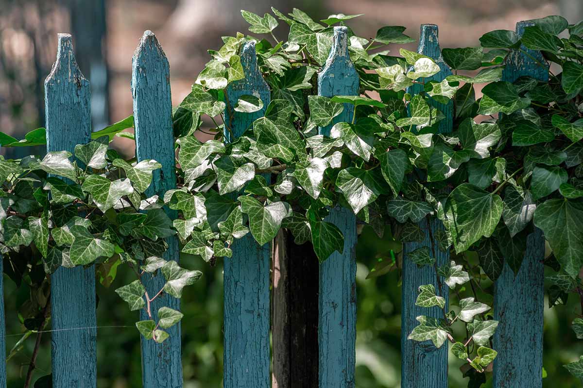 A close up horizontal image of ivy growing on a wooden fence pictured on a soft focus background.