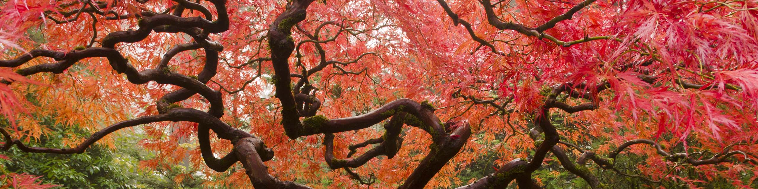 Large Japanese maple tree with red orange fall foliage.