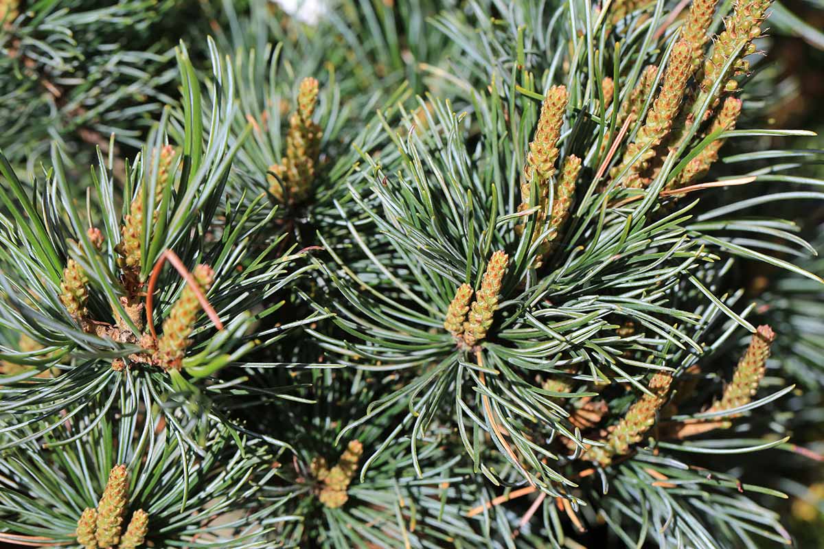 A close up horizontal image of the flowers and foliage of Pinus parviflora.
