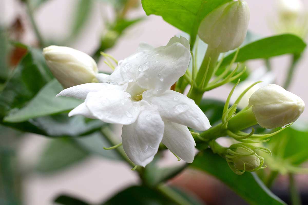 A close up horizontal image of white jasmine flowers and buds pictured on a soft focus background.