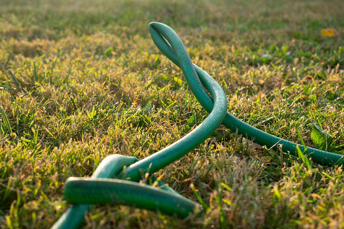 A close up of a garden hosepipe with multiple twists and kinks lying on the lawn in evening sunshine.