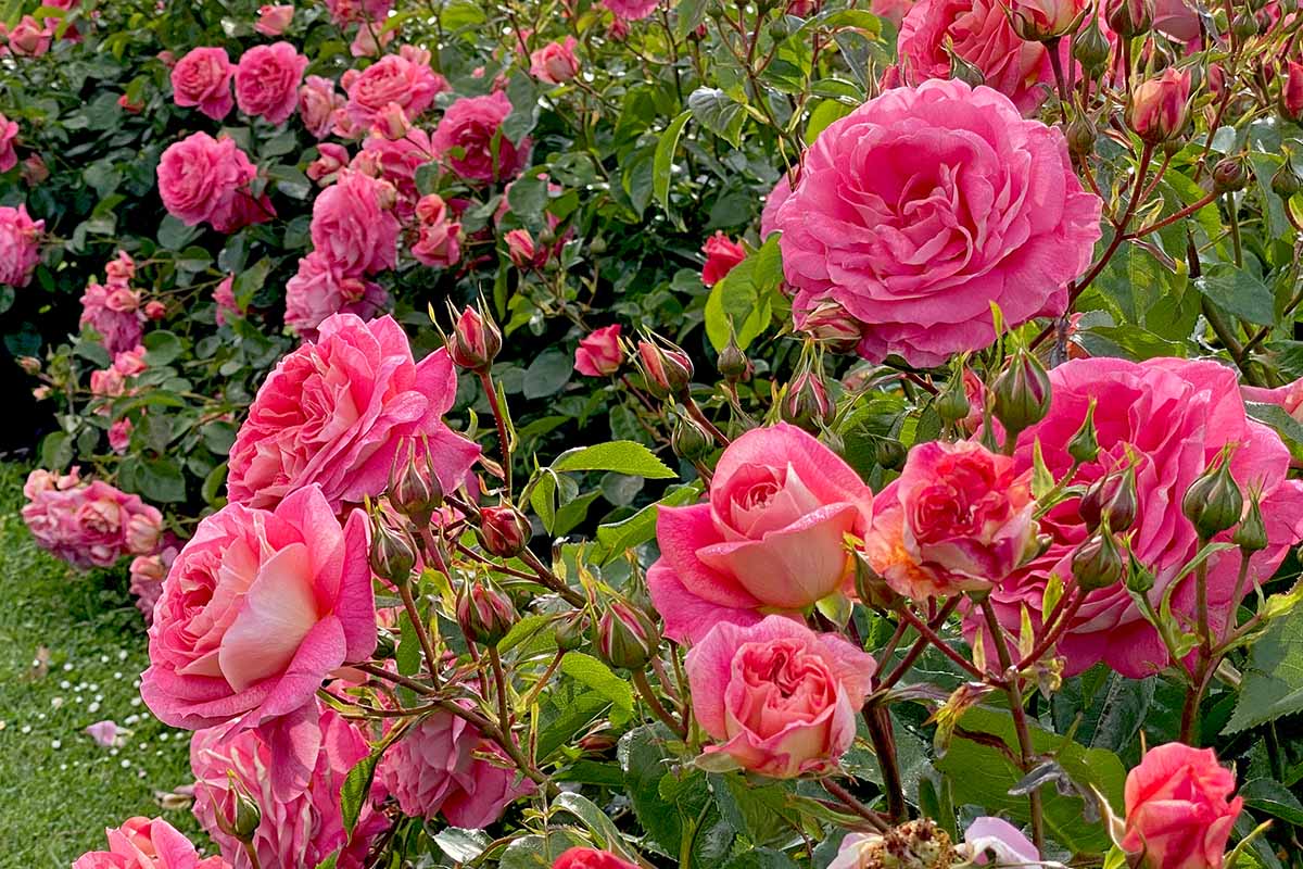 A close up horizontal image of pink Kordes roses growing in the garden.