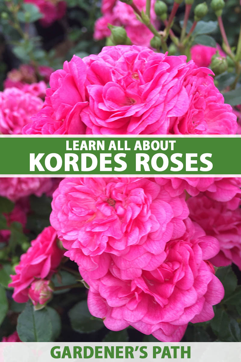 A close up vertical image of bright pink Kordes roses growing in the garden pictured on a soft focus background. To the center and bottom of the frame is green and white printed text.