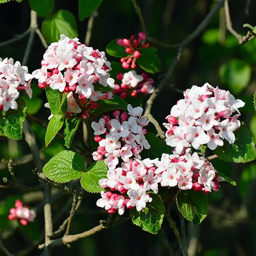 A square image of Korean spice viburnum in full bloom pictured on a dark background.