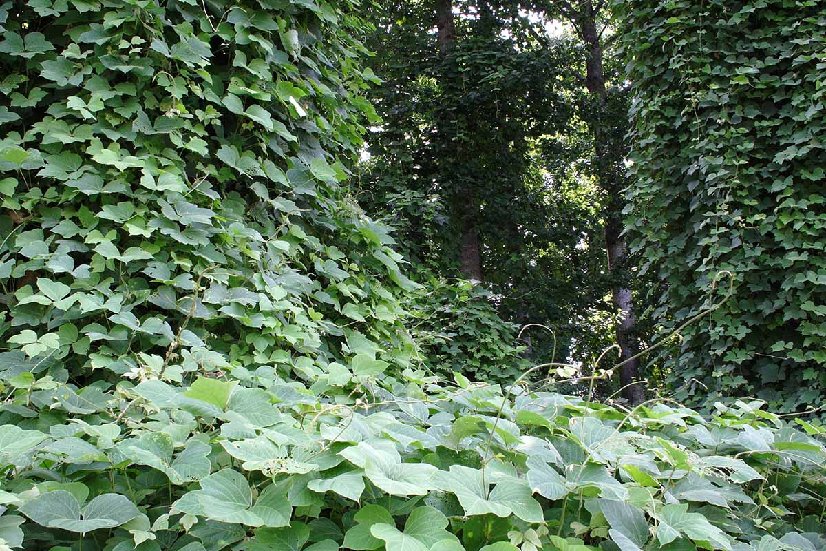A horizontal image of kudzu that has taken over a corner of the garden and smothering trees.