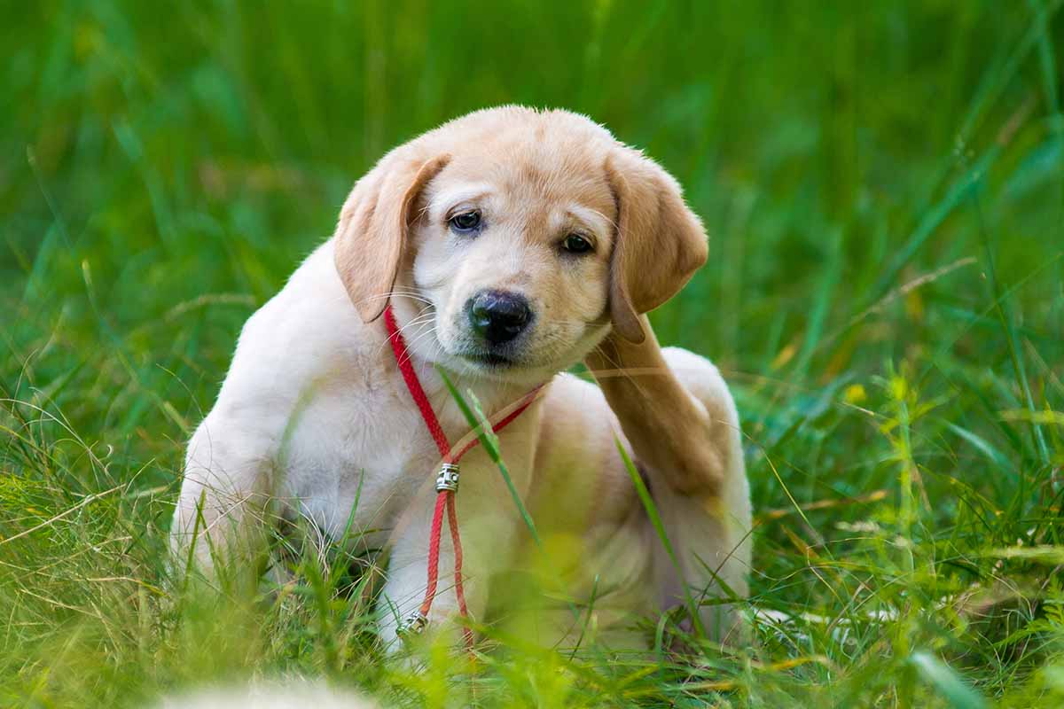 A close up horizontal image of a Labrador puppy sitting in the grass itching its neck as a result of a flea infestation.