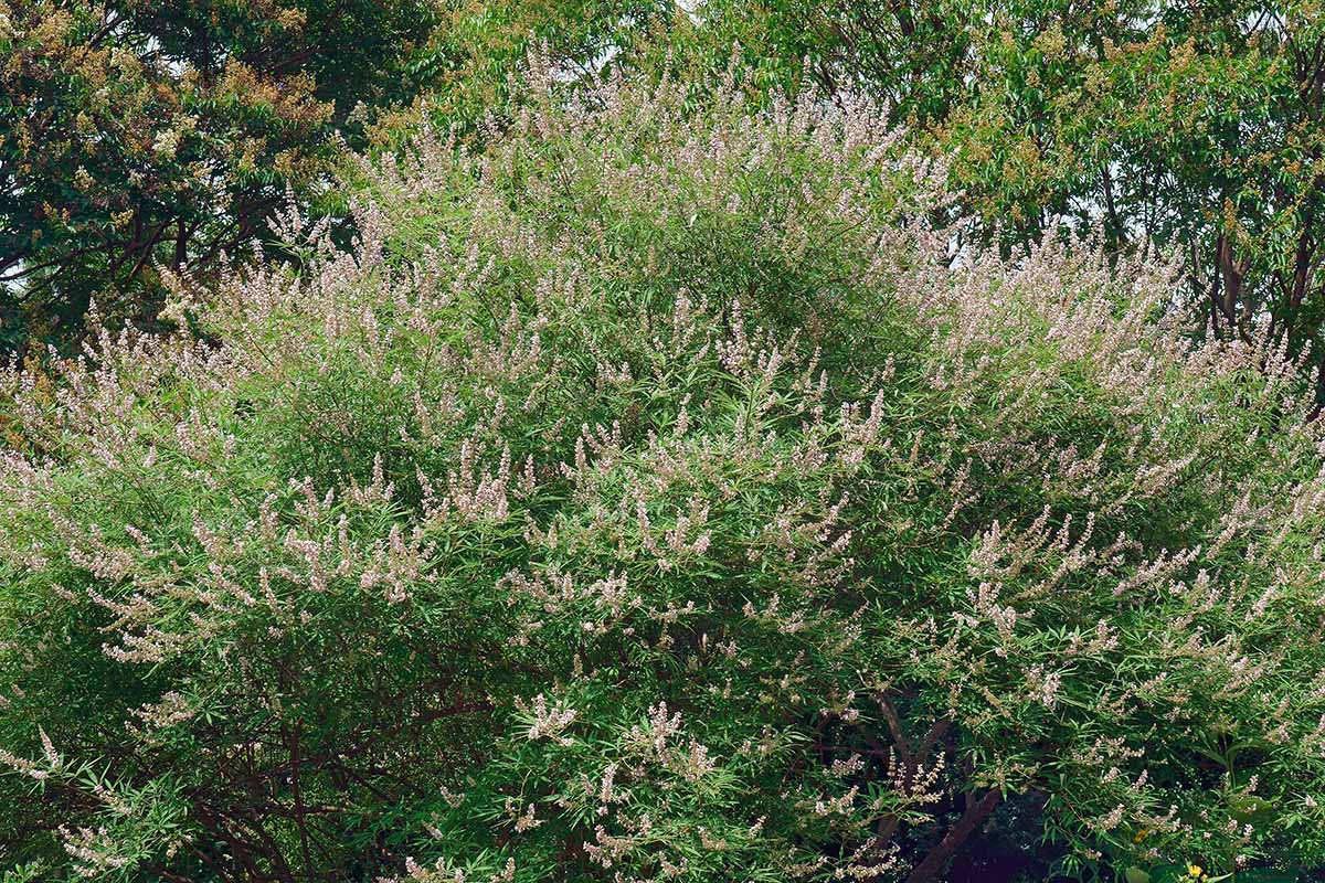 A horizontal image of a large chaste (Vitex agnus-castus) tree growing in the garden covered in pink flowers.